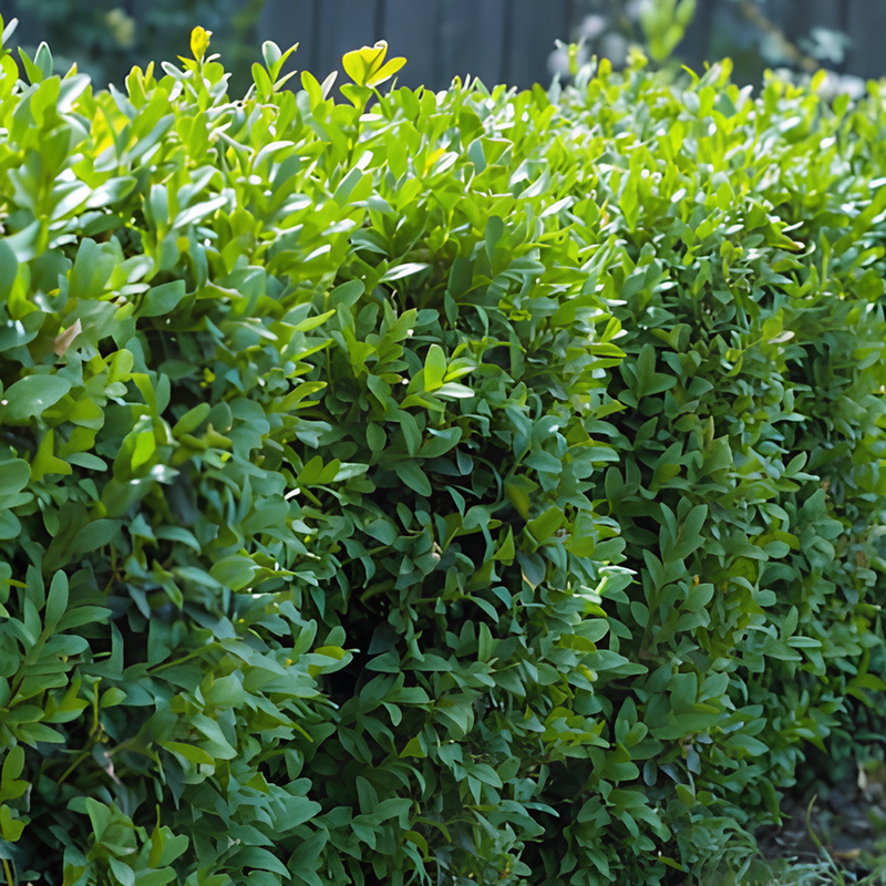 Une haie de buis/buxus