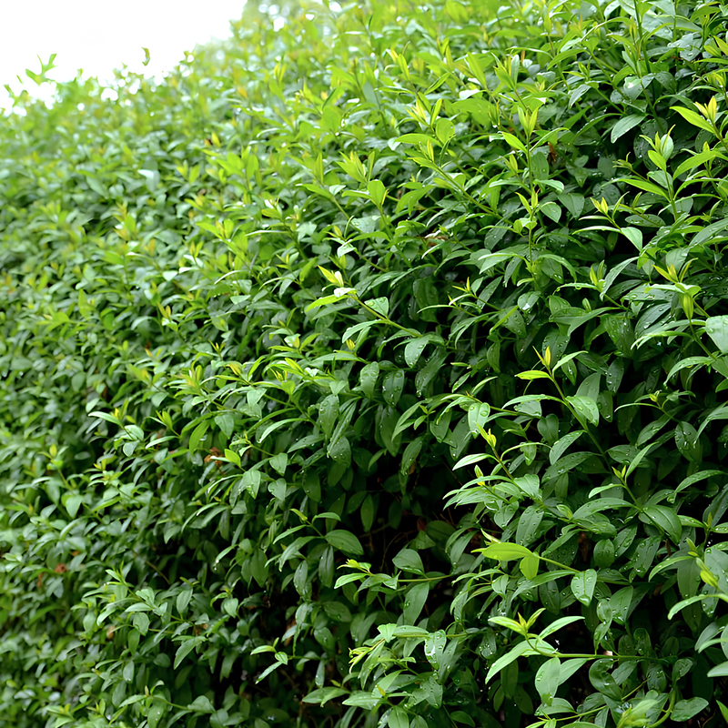 Une haie de troène ligustrum