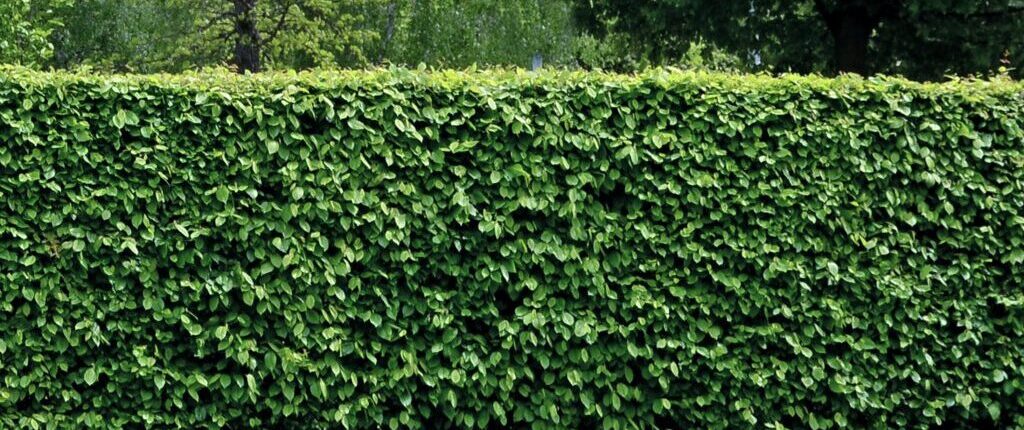 Un haie verte taillée